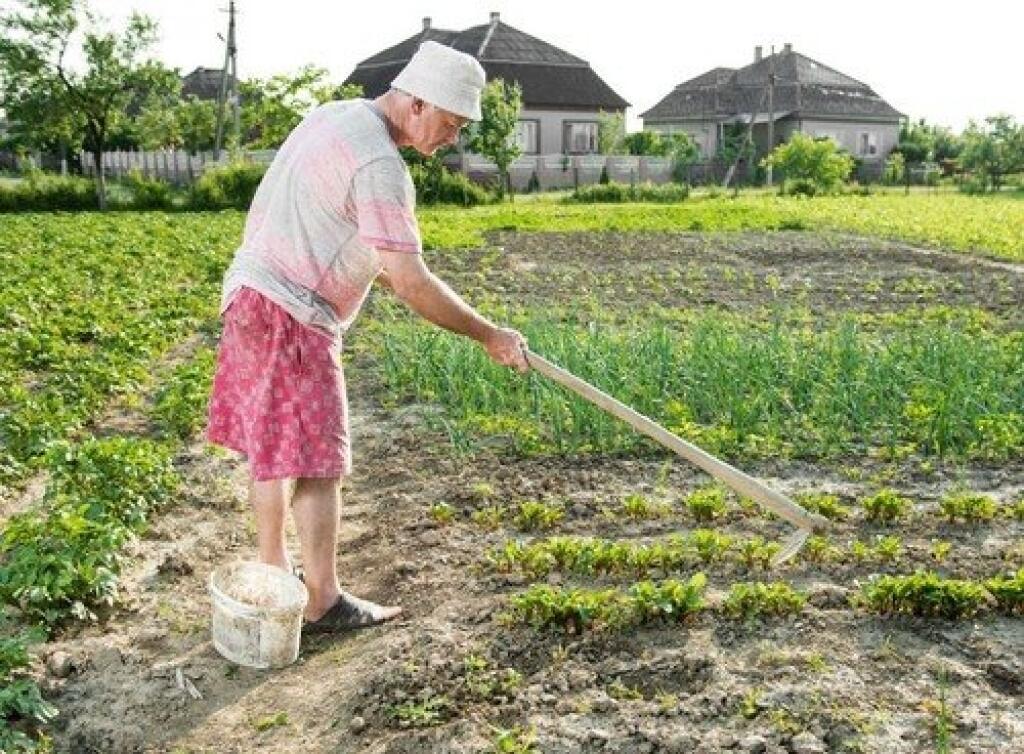 Okrem pravidelného pletia je dôležité aj okopávanie záhonov.