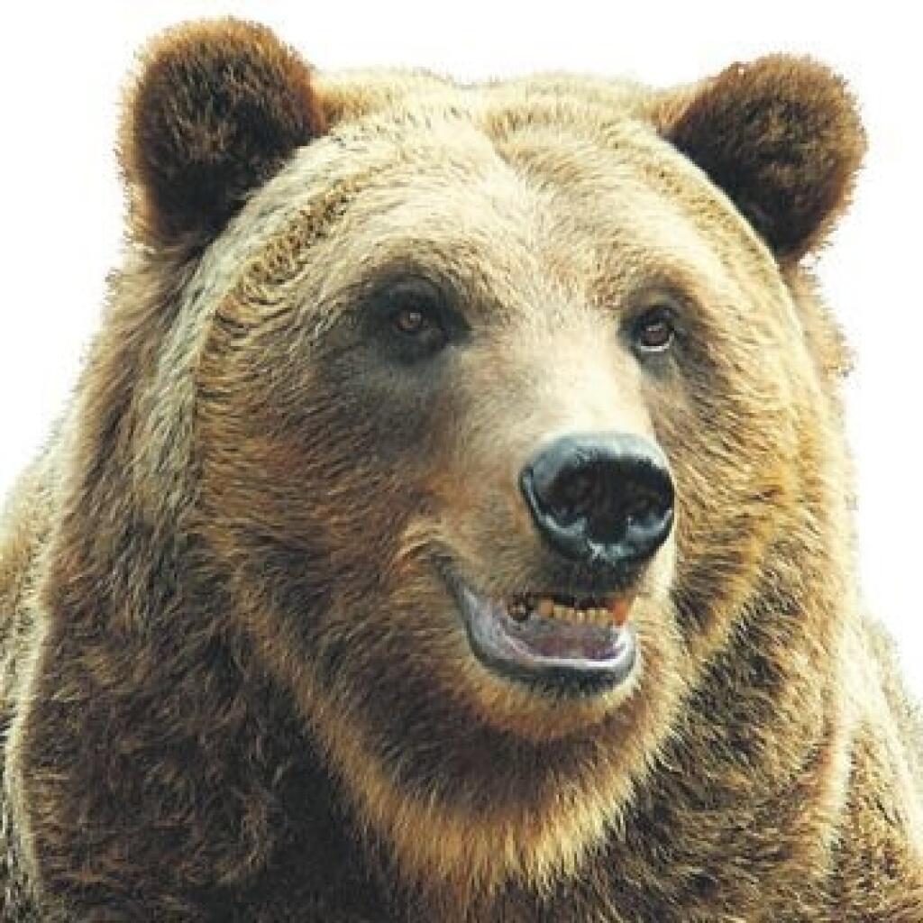Bear sounds. Медведь бурый с человеком. Кучерявый медведь живой. Живой медведь на день рождения. Медведь он живой.