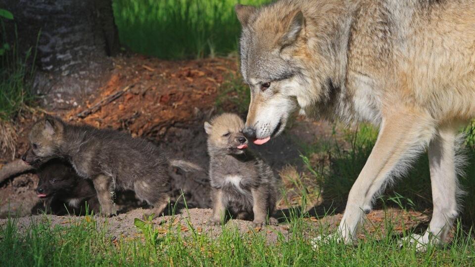 Vlk dravý (Canis lupus)