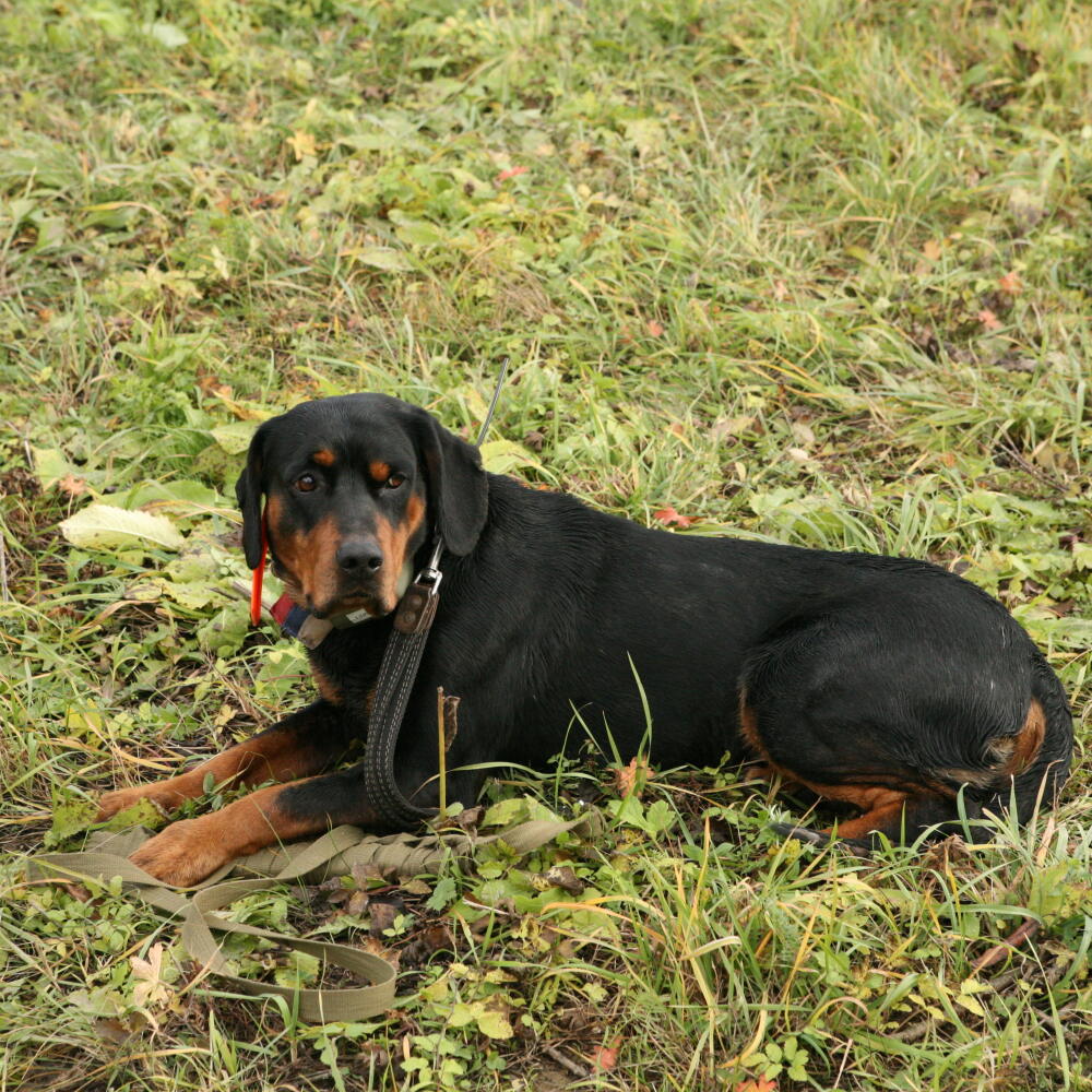 Slovenský kopov