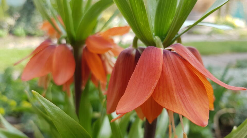 Korunkovka kráľovská (Fritillaria imperialis)