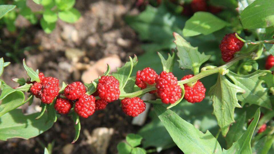 Mrlík hlávkatý (Chenopodium capitatum)