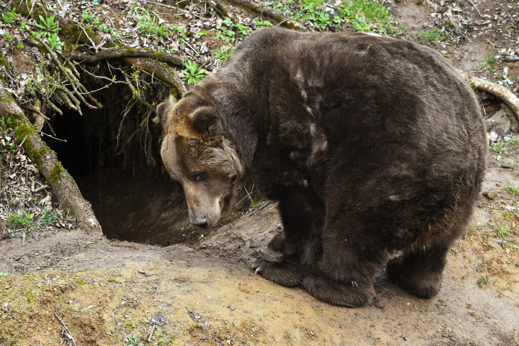 Znovuotvorenie zoo v Košiciach 19. apríla 2021. Na snímke medveď hnedý. FOTO TASR - Milan Kapusta