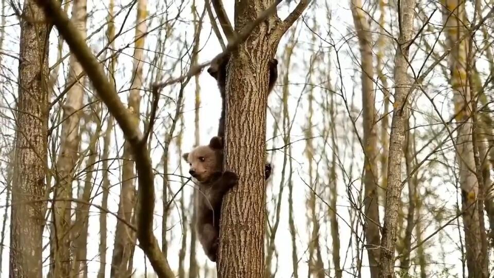Mláďatá sú vždy roztomilé pri objavovaní všetkého nového, teraz sa pozrime na medvieďatá