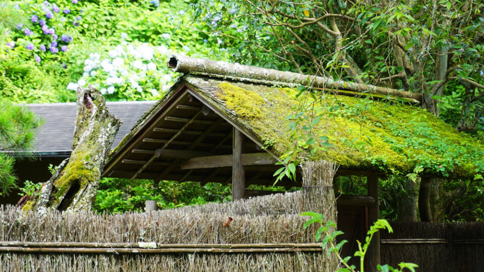 Roof,Of,An,Old,House,Covered,With,Plants,At,Shokozan