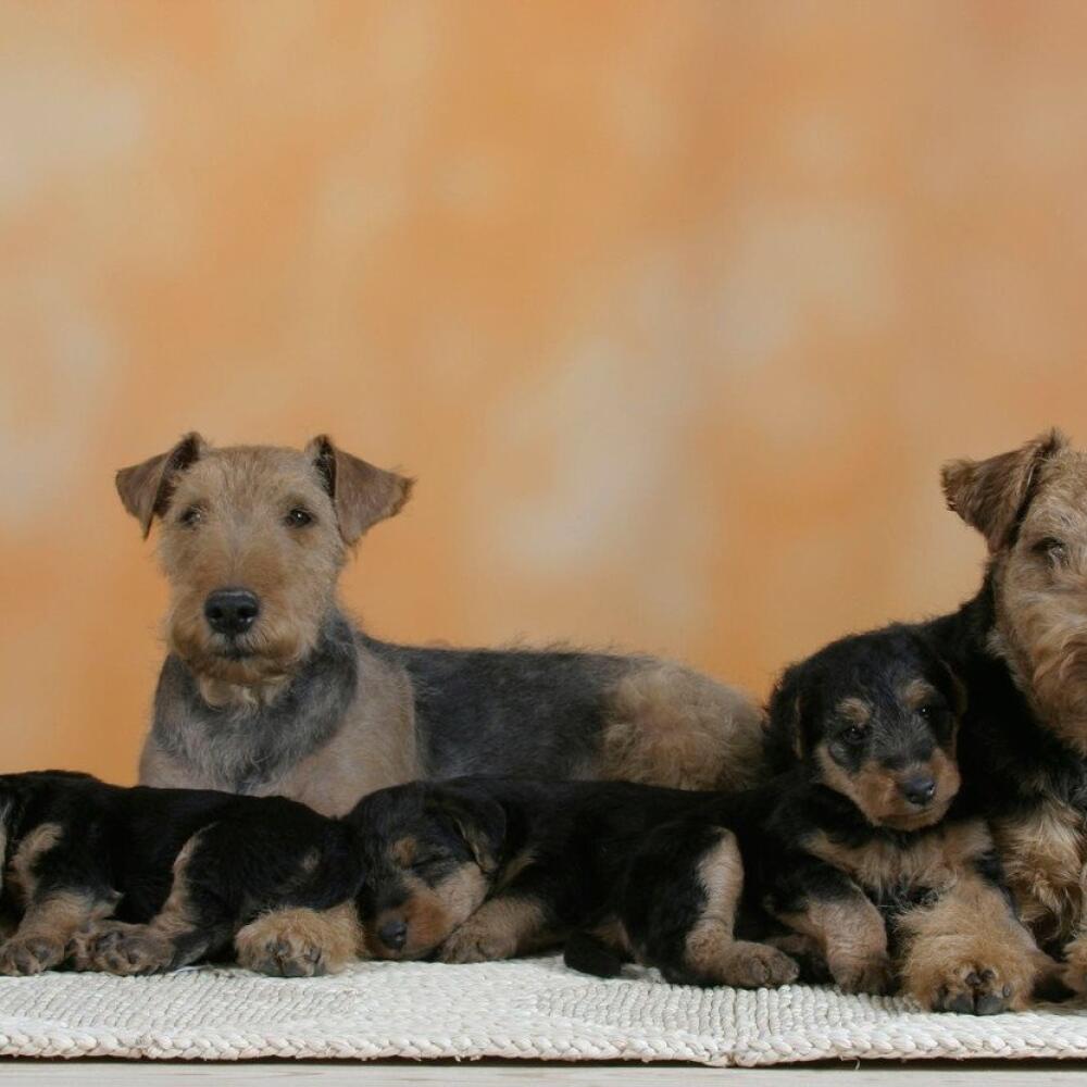 Welsh Terrier
