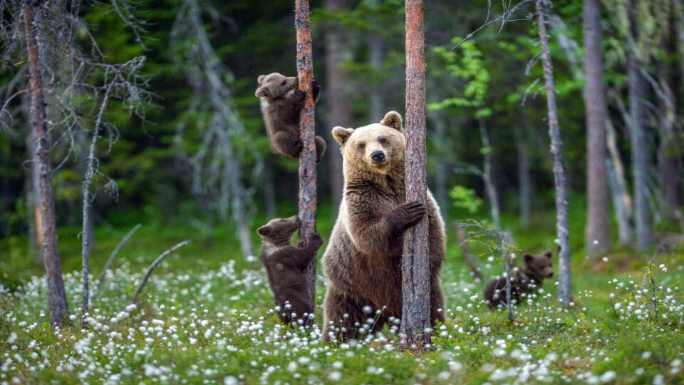 She-bear,And,Bear,Cubs,In,The,Summer,Forest,On,The