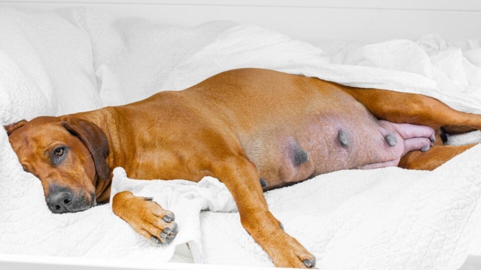 Very,Pregnant,Rhodesian,Ridgeback,Dog,Lying,On,Bed,With,A