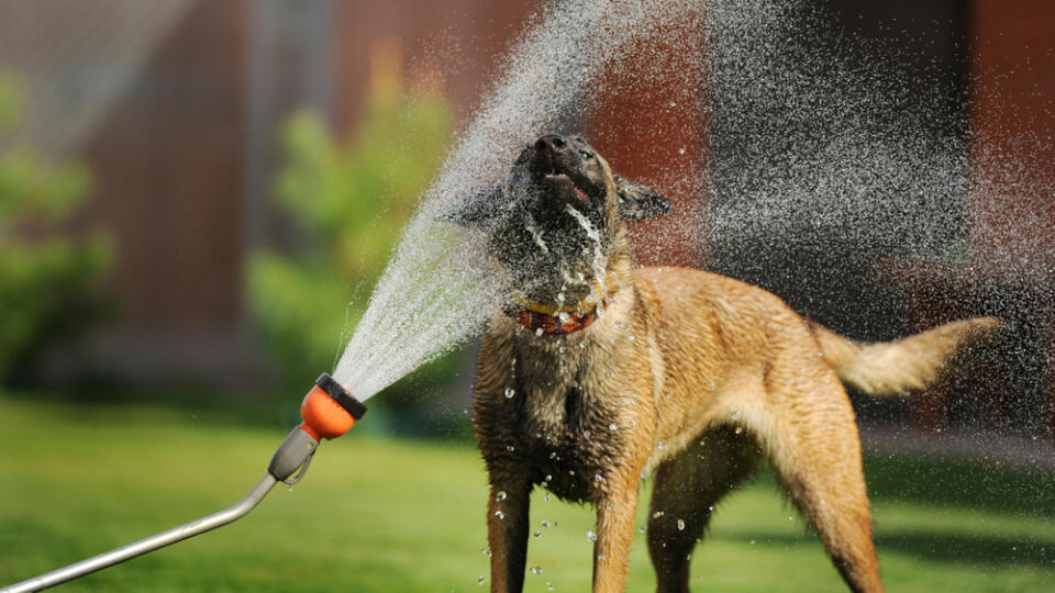 Malinois,Dog,Takes,A,Shower