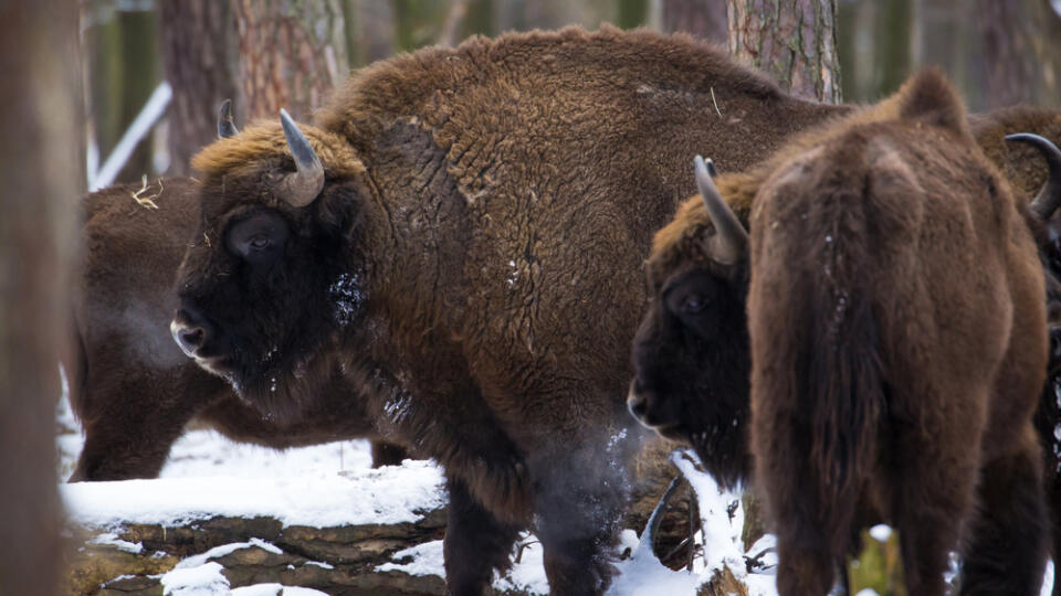 Bison,In,The,Winter,Primeval,Forest