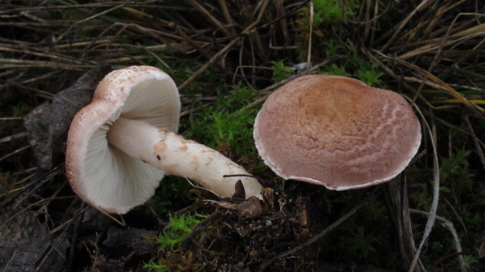 Bedlička ružovkastá (Lepiota subincarnata)