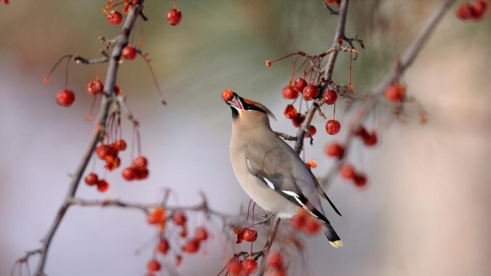 Chochláč severský (Bombycilla garrulus)