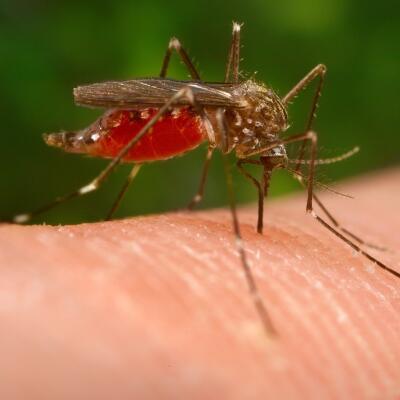 Je to potvrdené: Invázny druh komára z Ázie je na Slovensku, je veľký a prenáša vírusy!