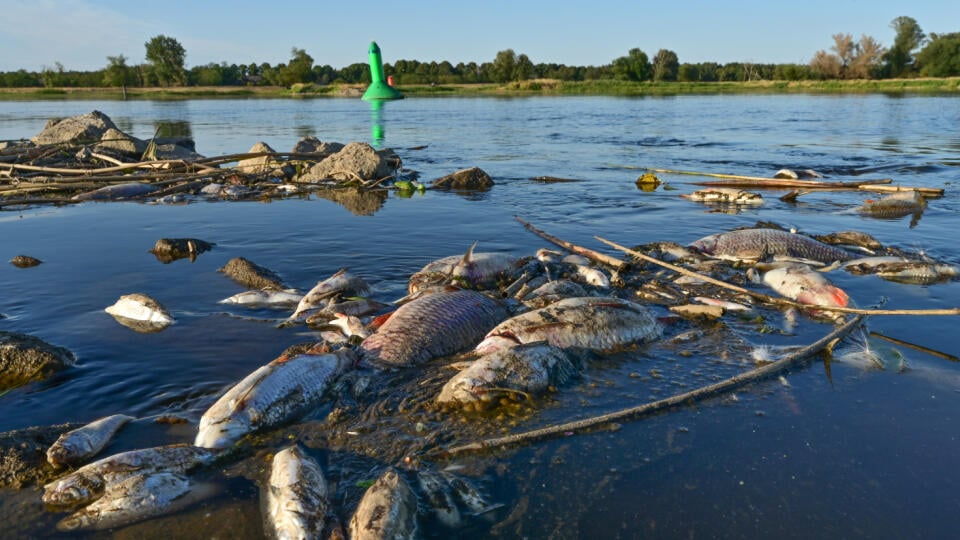 Ekologická katastrofa na rieke Odra