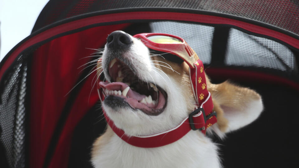 Pozor na vašich domácich miláčikovA dog wears sunglasses as a solar eclipse is seen over the sky in Chiayi City, southwest of Taiwan, Sunday, June 21, 2020. (AP Photo/Chiang Ying-ying)