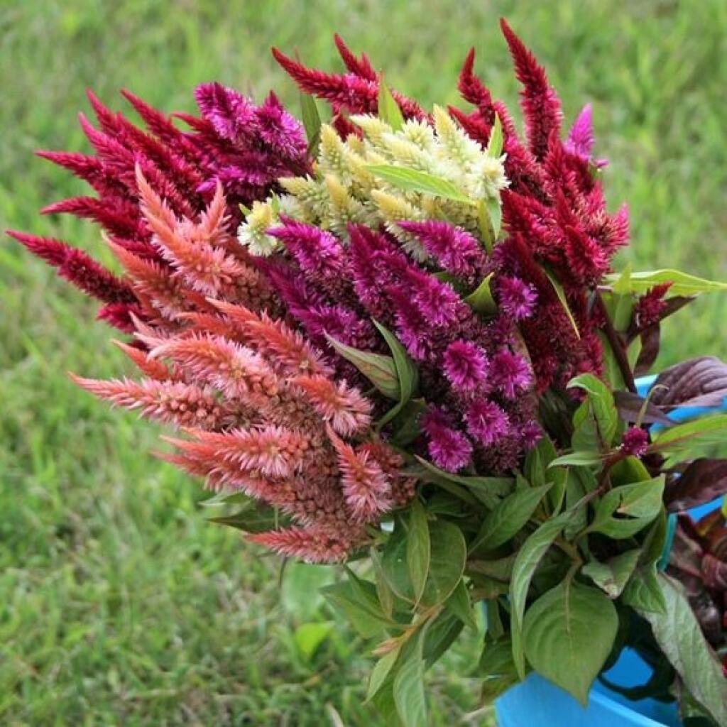 Plamenník Celosia