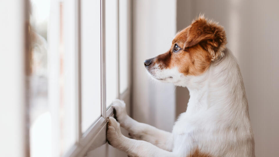 cute small dog standing on two legs and looking away by the window searching or waiting for his owner. Pets indoors