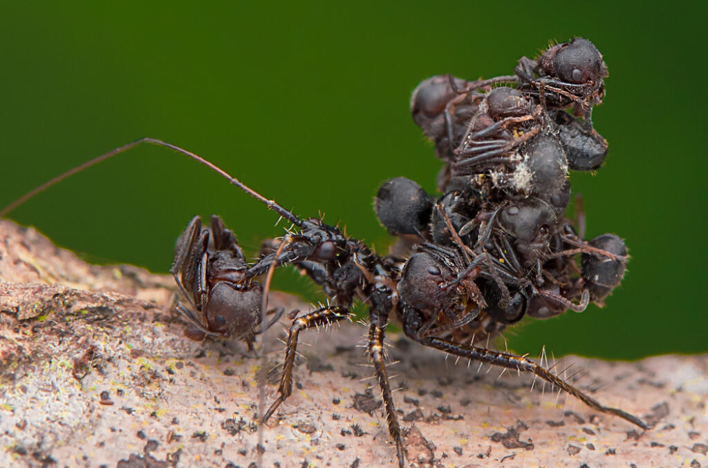 Acanthaspis,Petax,Is,A,Species,Of,Assassin,Bug,That,Preys
