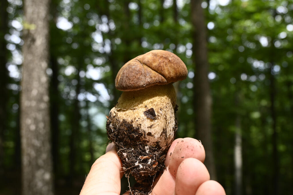 Na snímke najznámejšia jedlá huba Slovenska - hríb dubový (Boletus reticulatus) v lese pri obci Kálnica v okrese Nové Mesto nad Váhom 17. júna 2020. FOTO TASR - Radovan Stoklasa