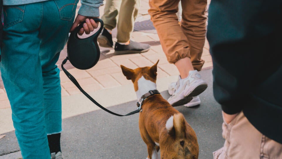 Woman,Walks,In,Crowd,With,A,Dog,On,A,Retractable