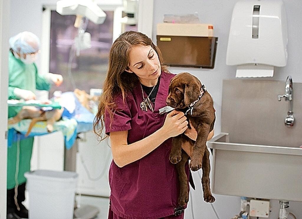 zverolekár - veterinár - pes