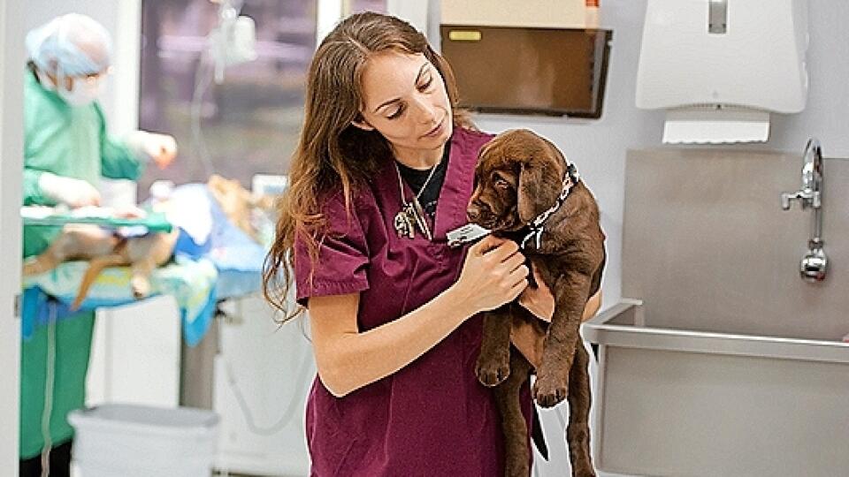 zverolekár - veterinár - pes