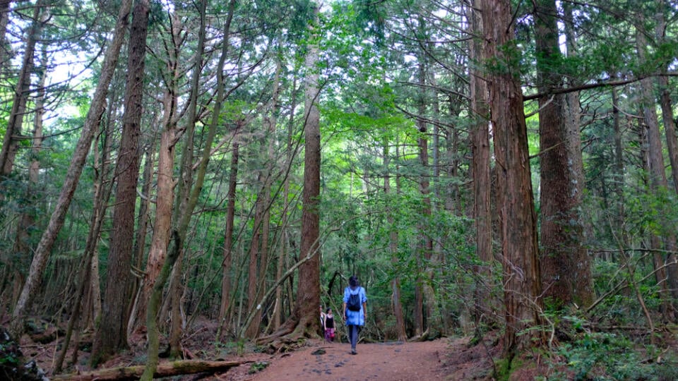 Aokigahara.