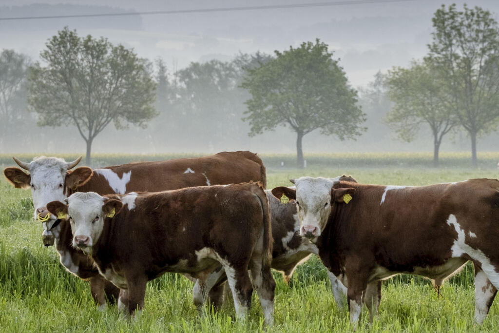 EBE 13 Wehrheim - Kravy stoja na lúke vo Wehrheime pri Frankfurte v Nemecku 22. mája 2023. FOTO TASR/AP


Cows stand on a meadow in Wehrheim near Frankfurt, Germany, Monday, May 22, 2023. (AP Photo/Michael Probst)