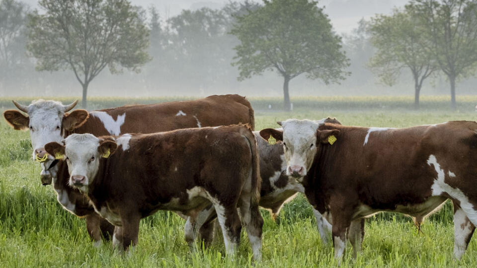 Ilustračné foto 


Cows stand on a meadow in Wehrheim near Frankfurt, Germany, Monday, May 22, 2023. (AP Photo/Michael Probst)