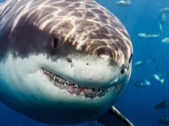 FOTO Rakúšanku v Hurgade roztrhal žralok: Odborník radí, ako sa v prípade stretu zachránite!