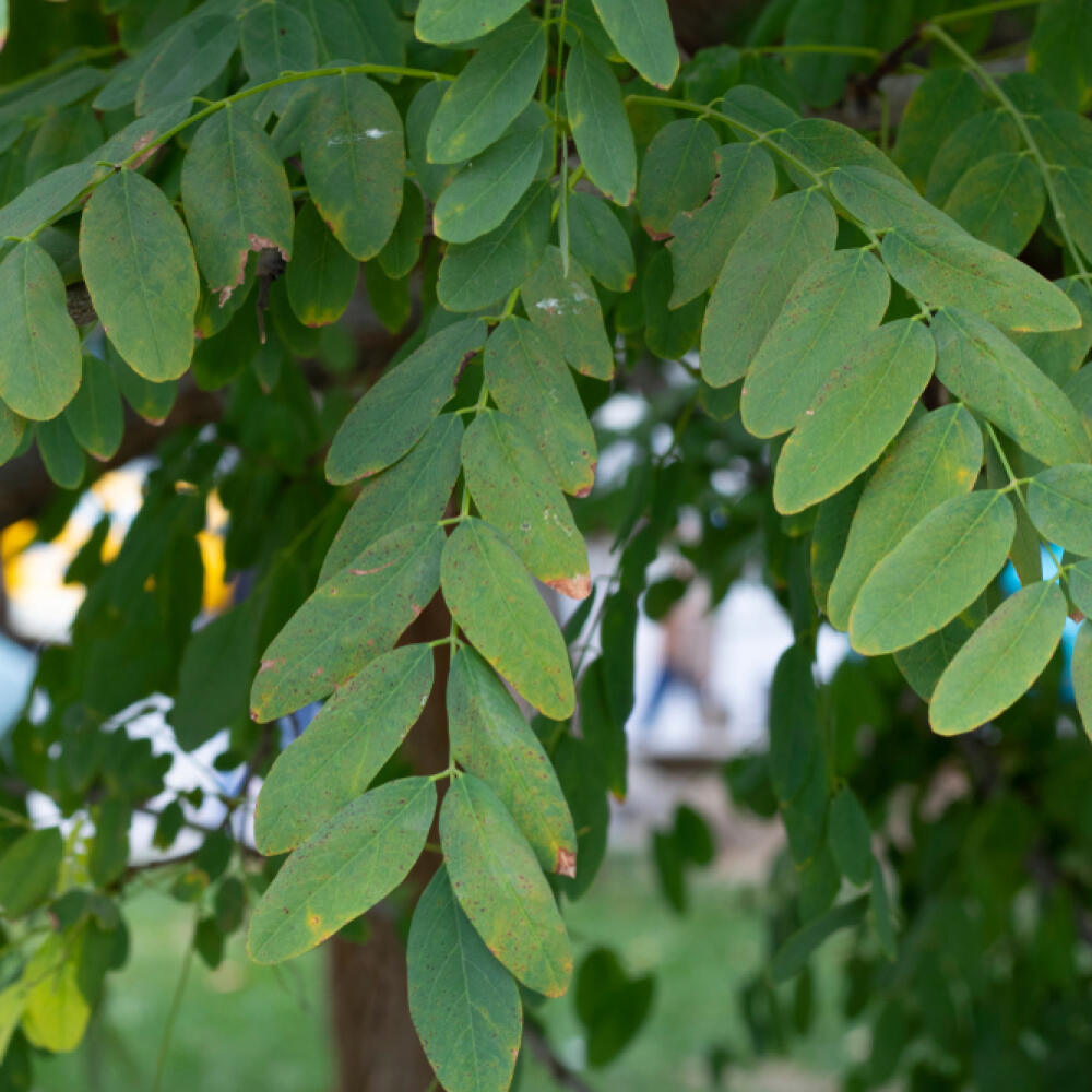 Leaves of Robinia pseudoacacia tree close-up. It was taken in the fall. It's time to shed leaves. Yellowing and flaking started.