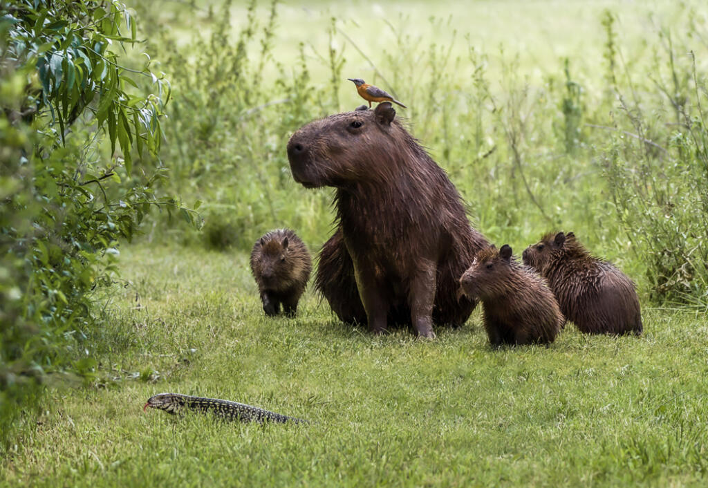 Funny,Scene,Of,Capybara,Family,And,A,Bird,Staring,At
