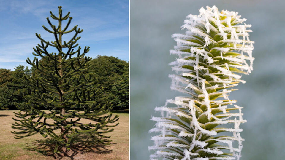 Araukária odolá mrazom do -15°C