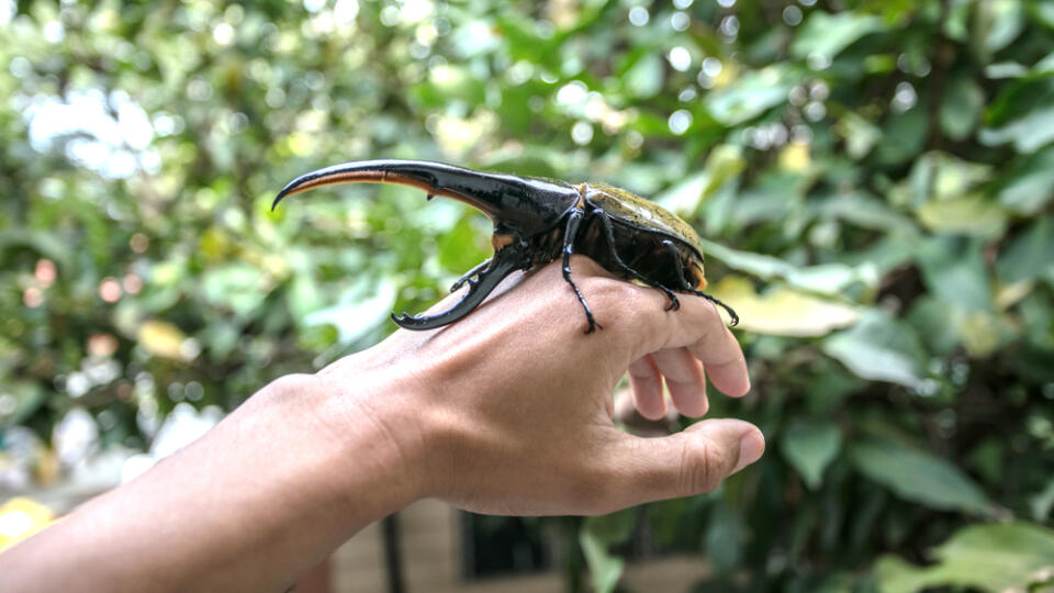 A,Large,Male,Hercules,Beetle,(dynastes,Hercules),,Beetle,On,Male