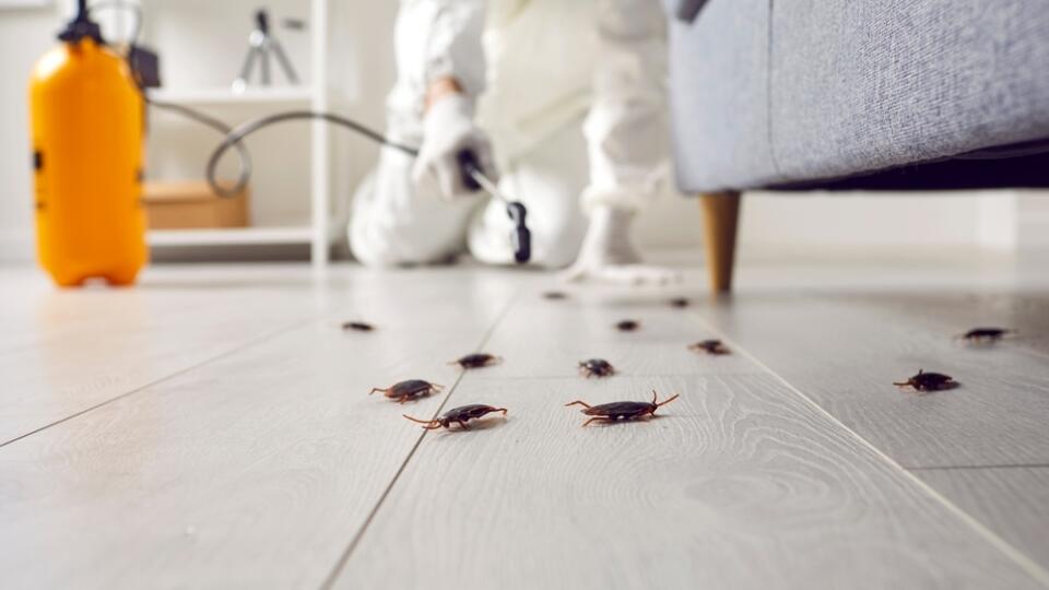 Pest,Control,Exterminating,Roaches,Inside,The,House.,Professional,Exterminator,In