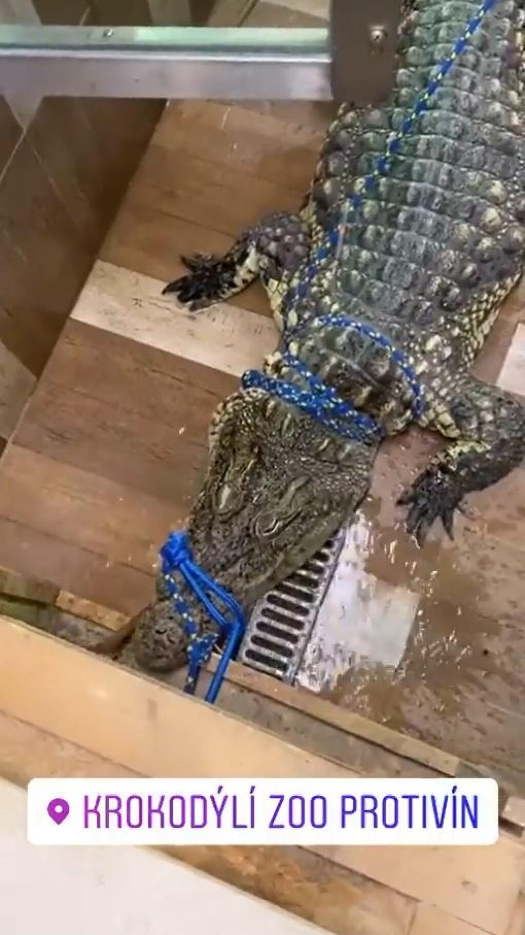 Jeden z krokodílov sa pri nakladaní zahryzol do debny a nechcel sa pustiť.