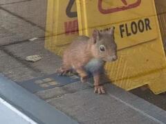 Malá veverička spôsobila veľký problém: Pekáreň zavreli na celý týždeň, čo sa stalo?