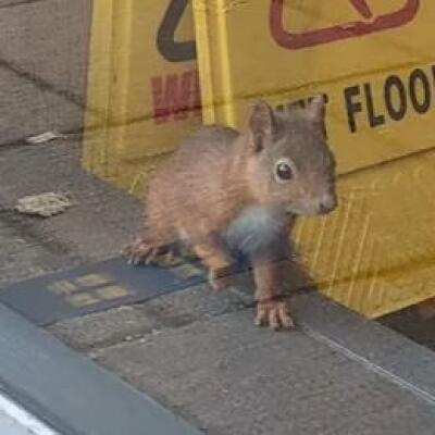 Malá veverička spôsobila veľký problém: Pekáreň zavreli na celý týždeň, čo sa stalo?