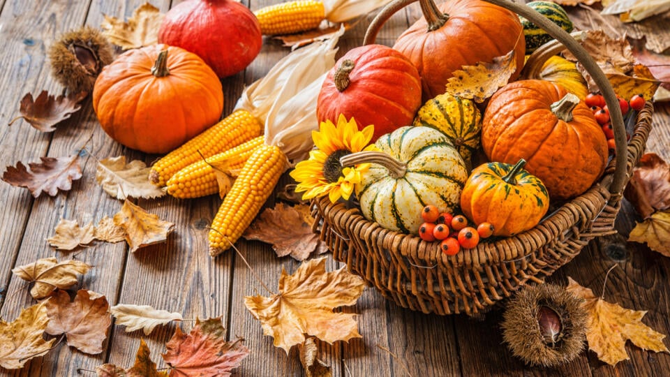 Autumn,Still,Life,With,Pumpkins,,Corncobs,And,Leaves,On,Wooden