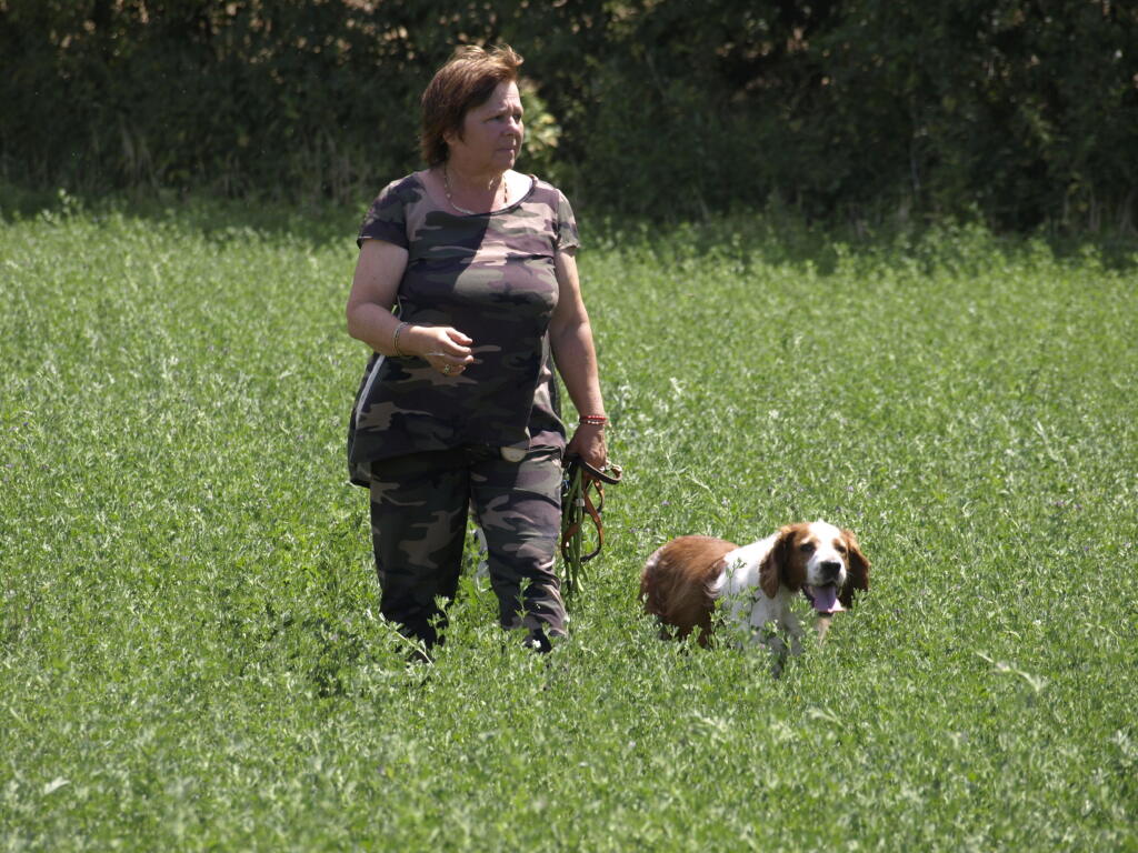 Welsh Springer Spaniel