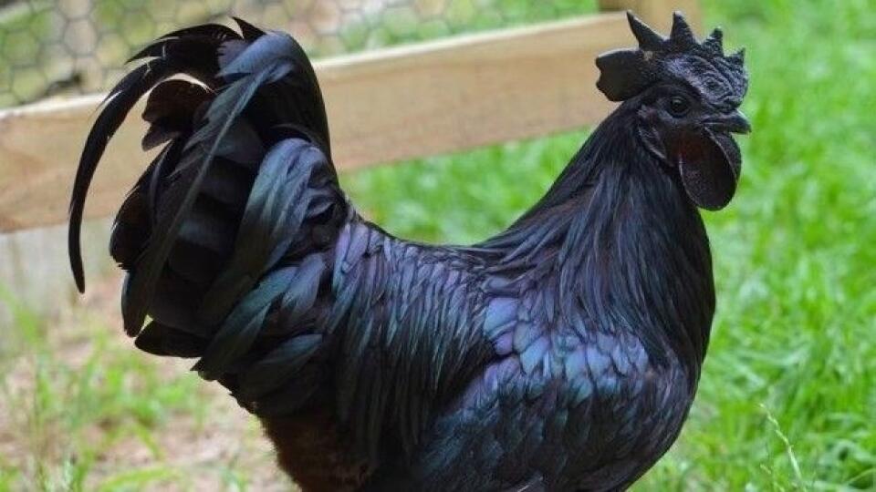 Hydina zo špeciálnej odrody Ayam Cemani má celé