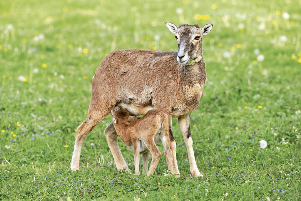 muflonka s mláďaťom