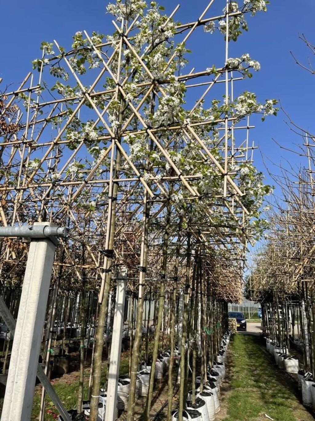 Hruška Calleryova ‘Chanticleer’ (Pyrus calleryana)