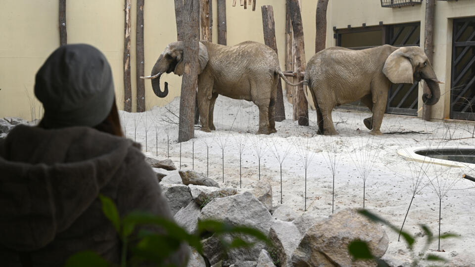 Na snímke slonice zľava Gula a Maja v pavilóne slonov v ZOO Bojnice vo štvrtok 1. decembra 2022. Národná zoologická záhrada v Bojniciach získala po takmer 40 rokoch nového slona. Samec slona afrického Tembo sa narodil podobne ako Maja a Gula v Zimbabwe, do Bojníc prišiel v posledný novembrový deň z Viedne. FOTO TASR - Radovan Stoklasa