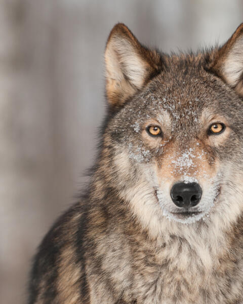 KVÍZ preverí vaše vedomosti o vlkovi. Čo viete o tejto šelme?