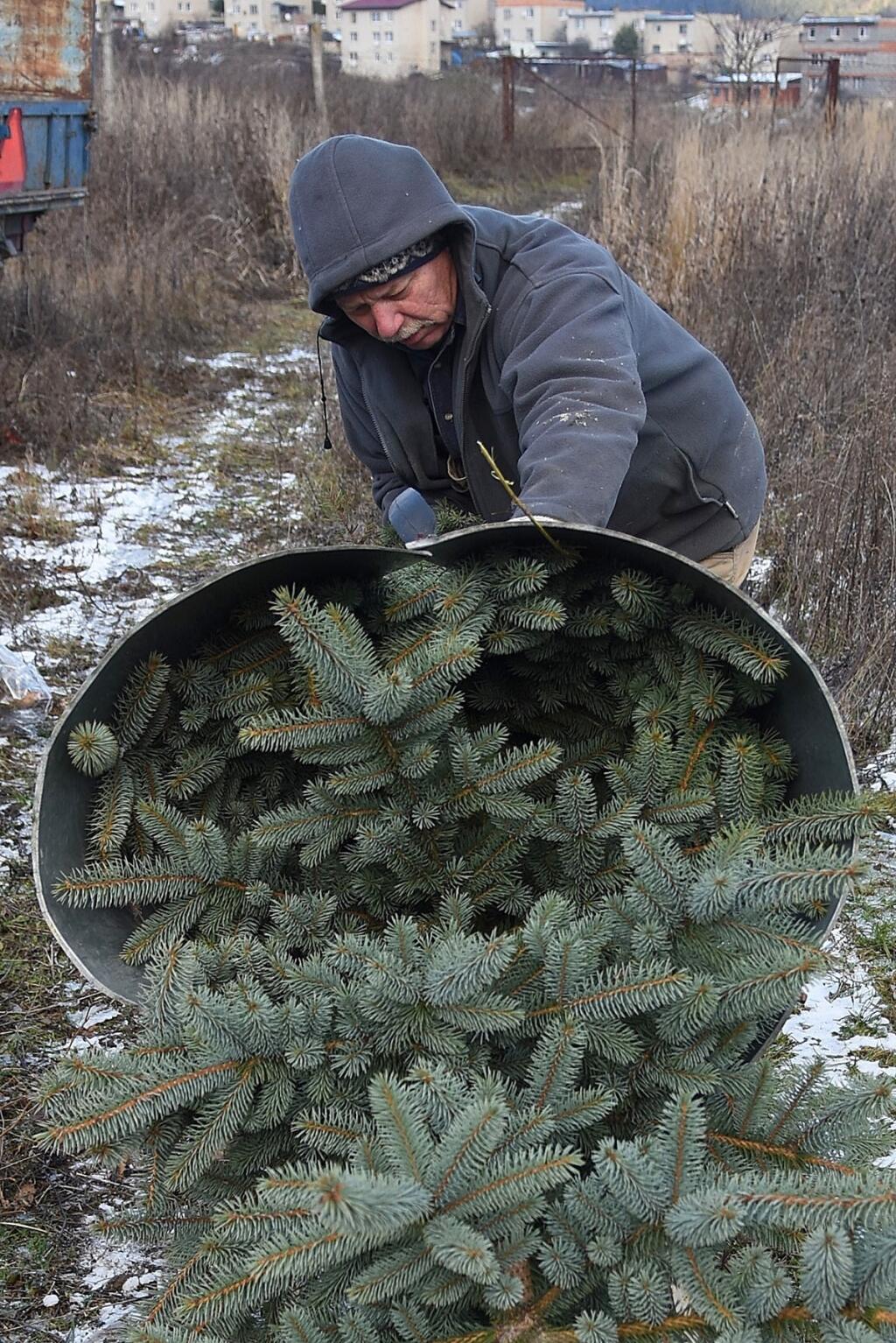 Jozef Gaduš na plantáži vianočných stromčekov neďaleko Levoče