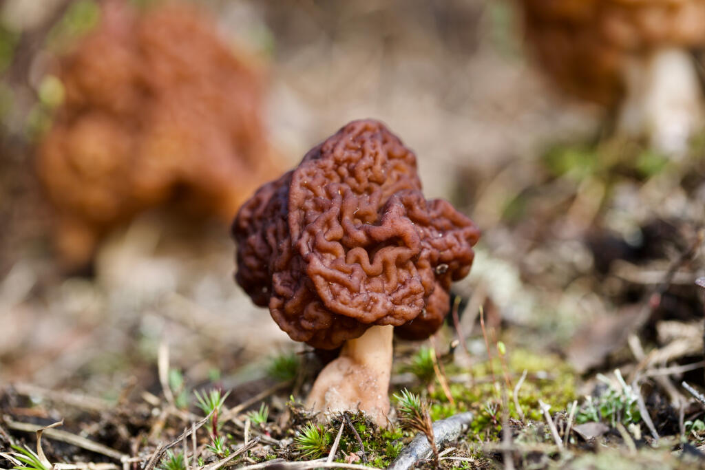 Ušiak obyčajný (Gyromitra esculenta) je jedovatá huba