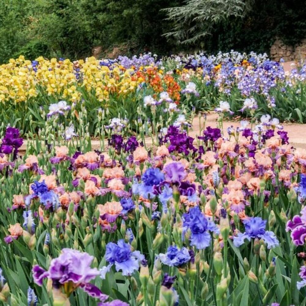 iris