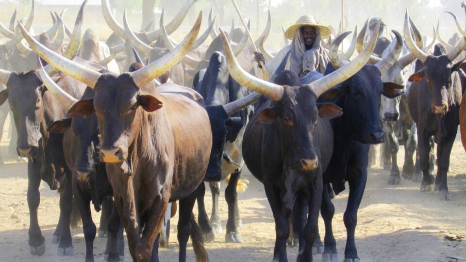 Kamerun. Dedinka kmeňa Mofa je známa chovom obrovských stád rohatého dobytka.