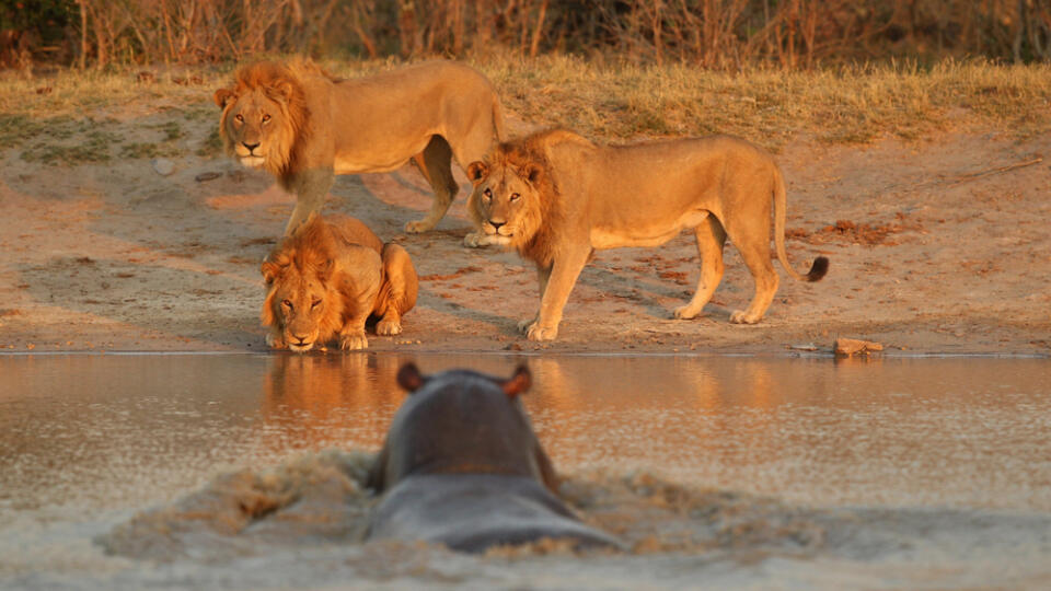 Viete, ktoré zviera je najväčší „vrah“? Možno si myslíte, že tiger alebo lev, ale nie je to pravda. Je to hroch! Pamätáte si na leto 2014, keď hroch zabil 13 ľudí vrátane 12 detí na lodi neďaleko hlavného mesta Nigeru? Hroch prevrátil čln a postupne zabil 13 pasažierov, jedného po druhom. Levy často dopadnú rovnako. Hrochy sú najagresívnejším zvieraťom v Afrike. Útočia z ničoho nič. Hrubou silou vytláčajú z územia, na ktorom žijú akýchkoľvek iných predátorov.